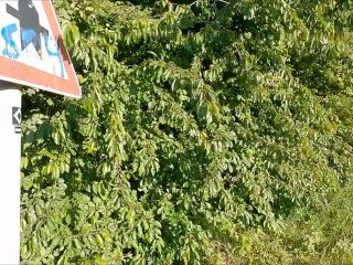 Wet Wonder – Public Piss Parade 2 – Im Blickfeld Der Autofahrer screenshot 1