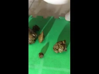 AmateurCoupleWithFriends769 – Pooping Compilation 1 screenshot 1