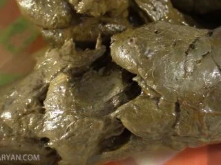 DirtyMaryan – Pooping Snake Facing You And Encouraging You Eating My Shit screenshot 6