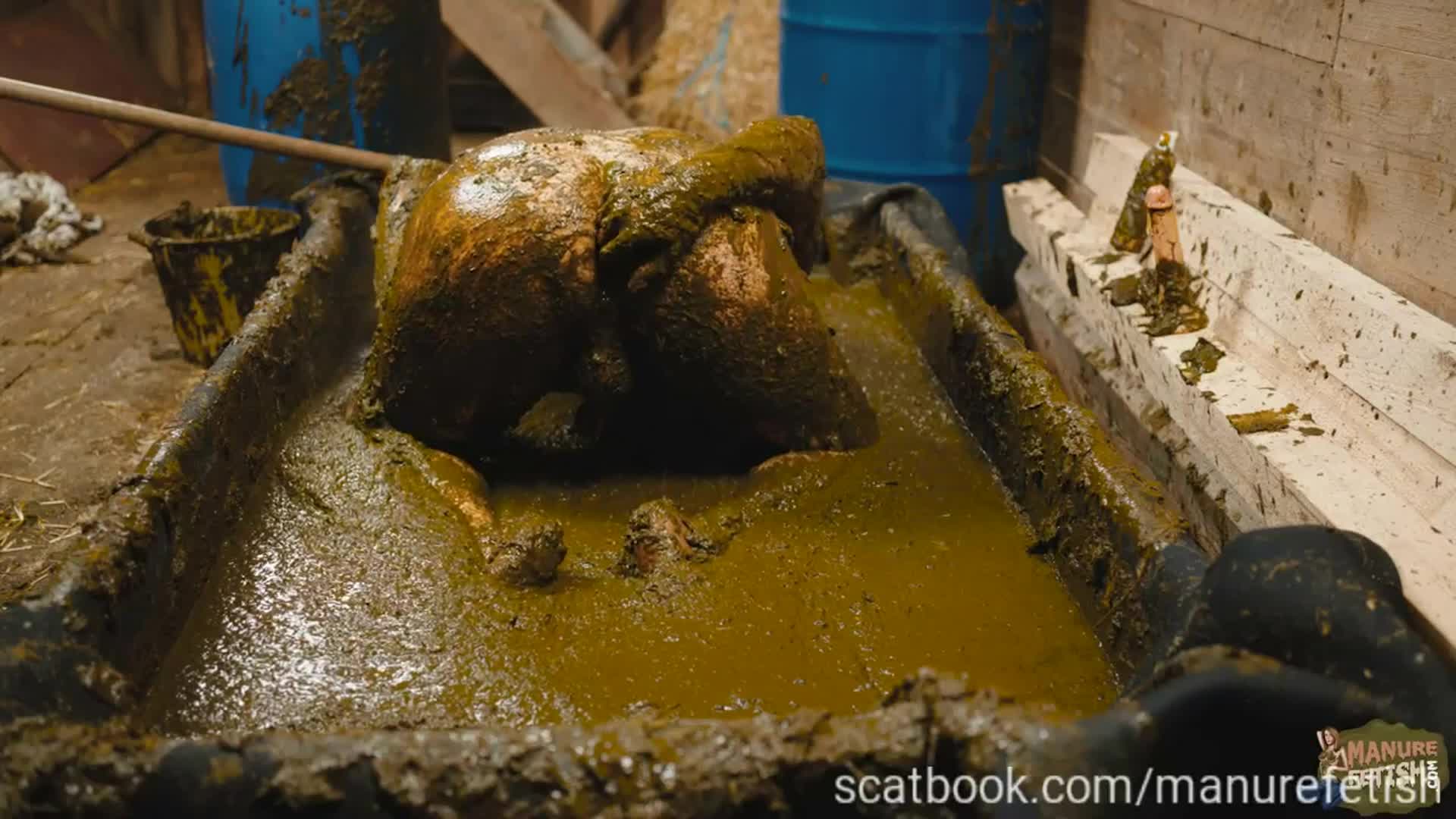 Franky S Time In The Manure Basin