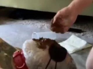 Portapottyqueen – Masters Little Toilet Choked On His Massive Shit screenshot 2