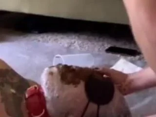 Portapottyqueen – Masters Little Toilet Choked On His Massive Shit screenshot 7