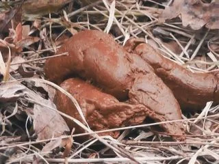 MiaRoxxx – 57. HUGE Turd In Cold Forest screenshot 7