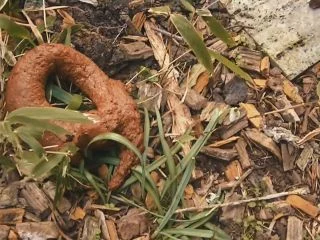 MiaRoxxx – 193. Shitting In Grandmas Garden screenshot 6