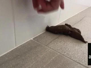 Accidentally Pooped Too Early screenshot 6