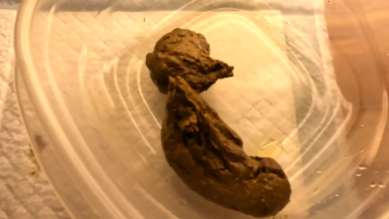 Gassy – Gassys Scat Joi Plus
