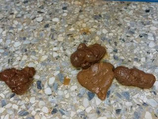 LOVE SCAT CATX – FILL MY PRETTY FEET WITH SHIT screenshot 7