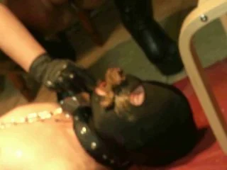 RosellaExtrem – 3 Ladies And A New Living Toilet screenshot 5